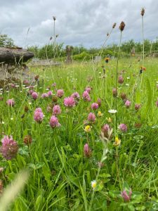wildflowers growing in the churchyard